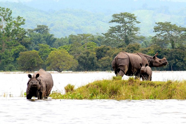 North East ( Kaziranga, Shillong, Cherrapunji, Mawlynnong & Guwahati )